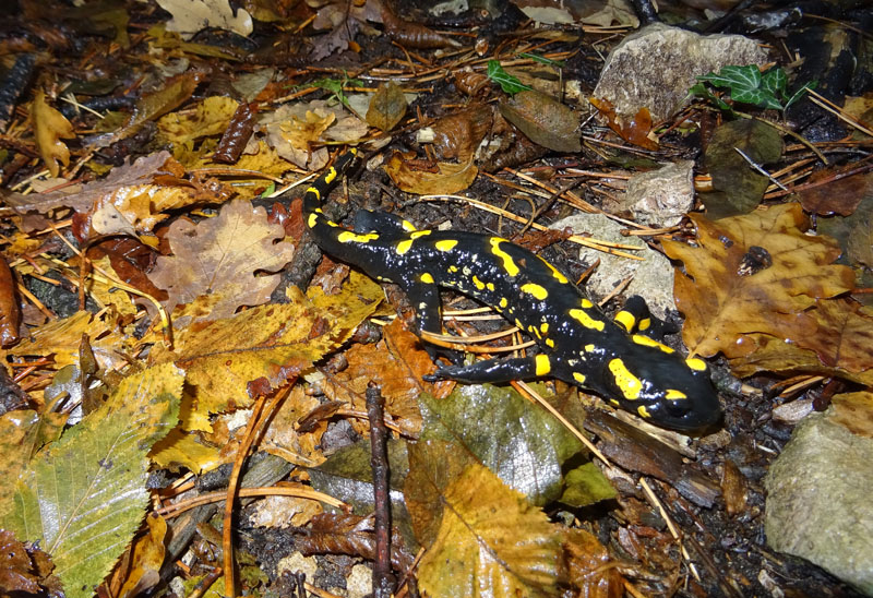 Salamandra salamandra